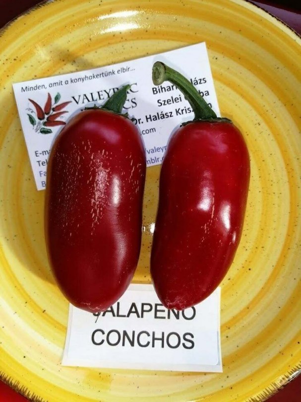 Jalapeno Conchos chili - Csípős paprika ritkaságok az Egzotikus Növények Stúdiója kínálatában